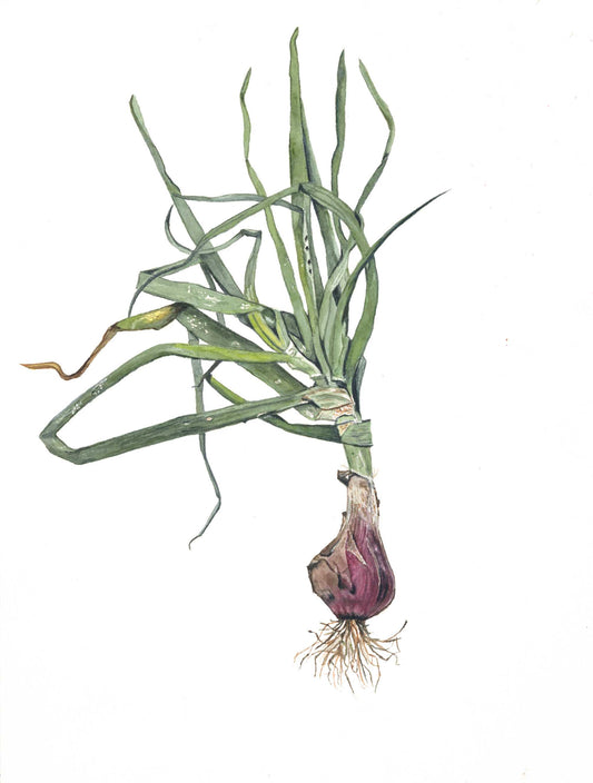 Onion Watercolor Print
