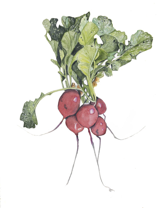 Radish Botanical Art Print
